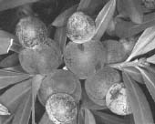 podo