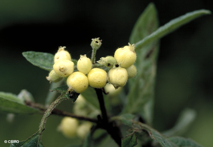 psychotria